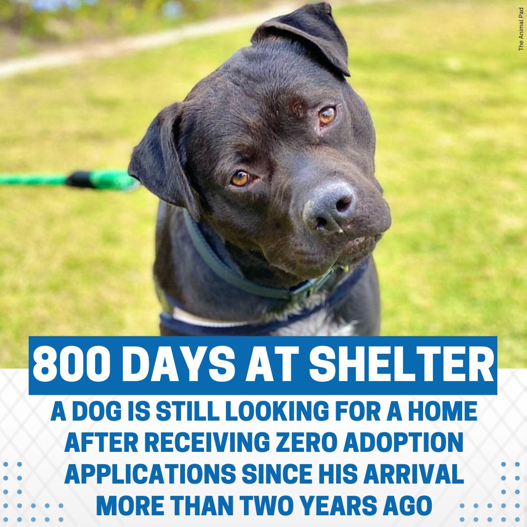 FOX5Vegas's tweet photo. Motel 6 is offering to cover October’s adoption fee and travel expenses for his future family.
STORY: https://t.co/LCxv2XELgN https://t.co/8MgimNmmSR