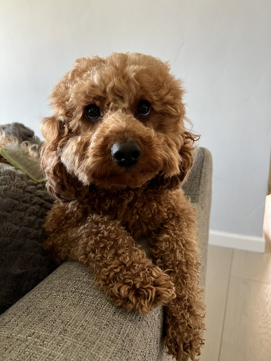 nikikalergis's tweet photo. I gave ted a haircut around his eyes and the results are 🥹🥹🥹 https://t.co/SMVFf5QaOM