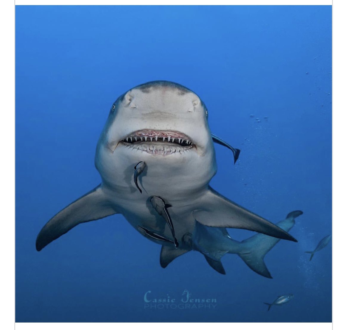 Ana M Martinez Escalona on Twitter: "SNOOTY THE SMILING SHARK 🦈 This 9