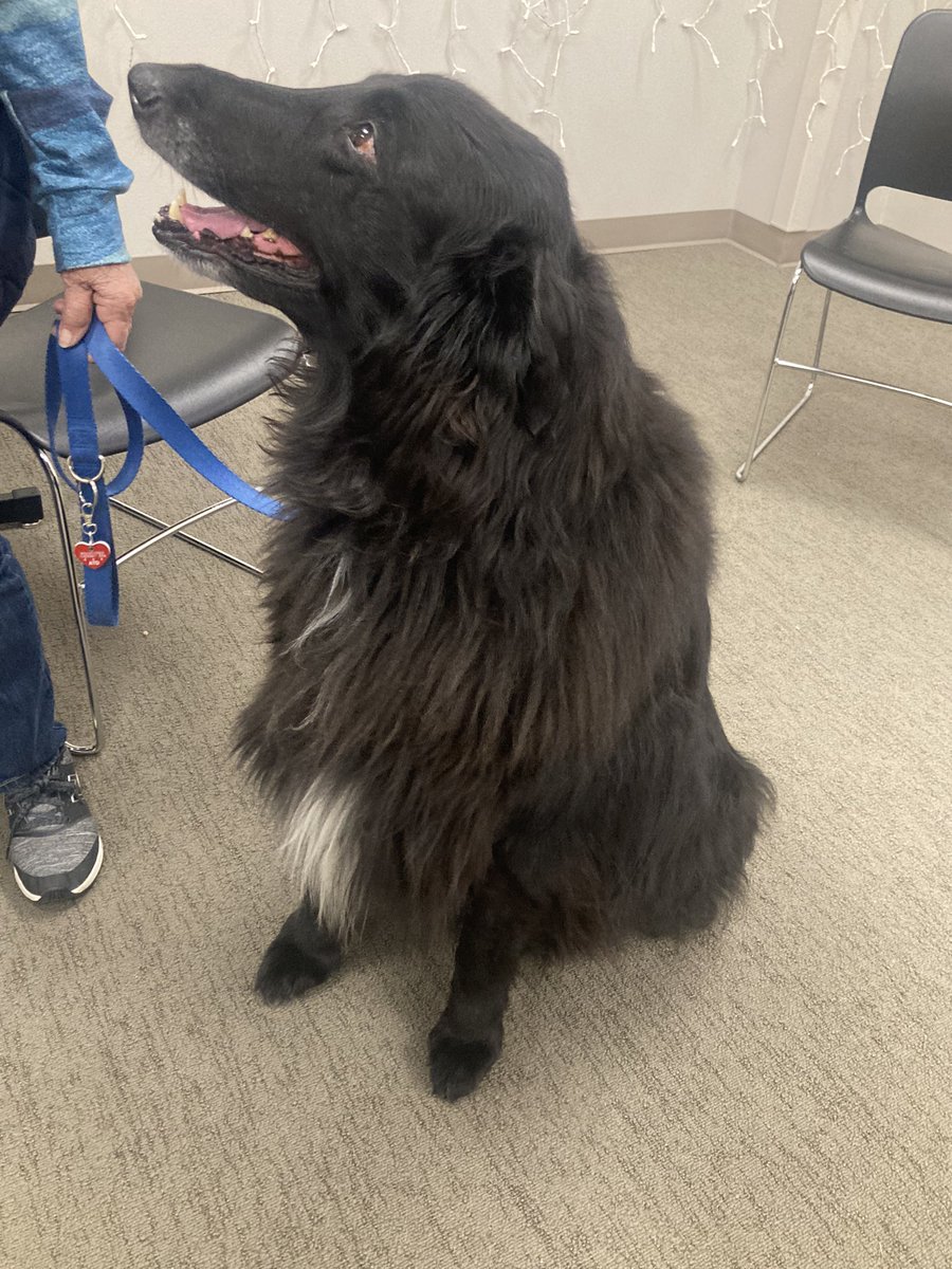 _mscapps's tweet image. Puppy therapy at school 😍😌
#memorialhighschool #mhs