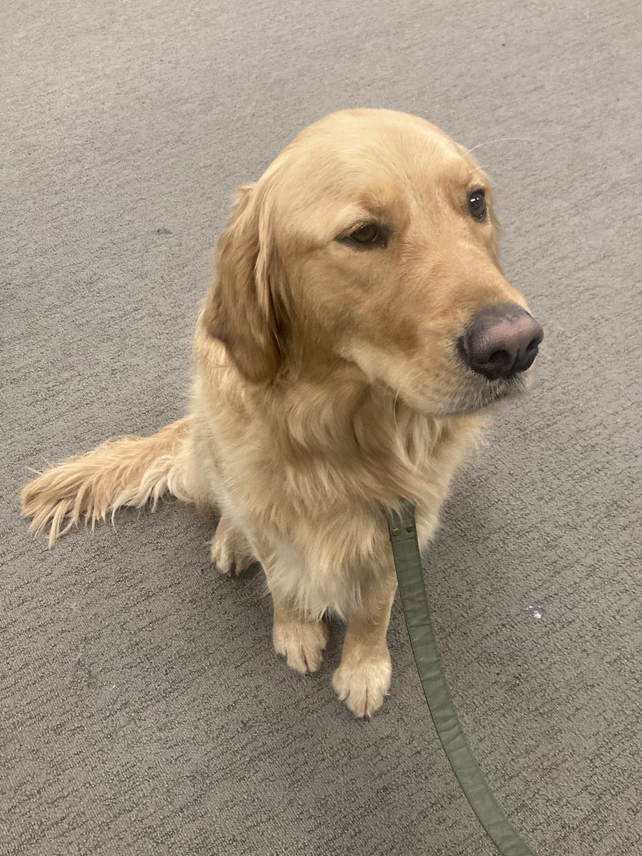 _mscapps's tweet image. Puppy therapy at school 😍😌
#memorialhighschool #mhs