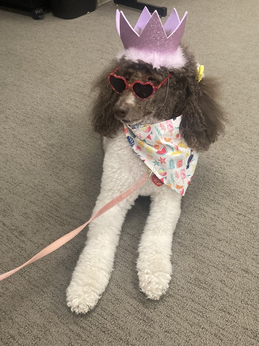 _mscapps's tweet image. Puppy therapy at school 😍😌
#memorialhighschool #mhs