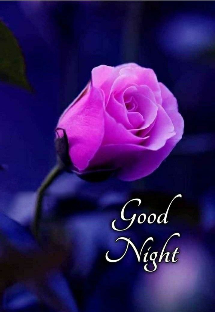 MirekH10's tweet photo. @Gina24681357 Good night dear Gina 💐🌹🍀 Have a sweet dream 🌹✨🌛 https://t.co/nrpD2UmchG