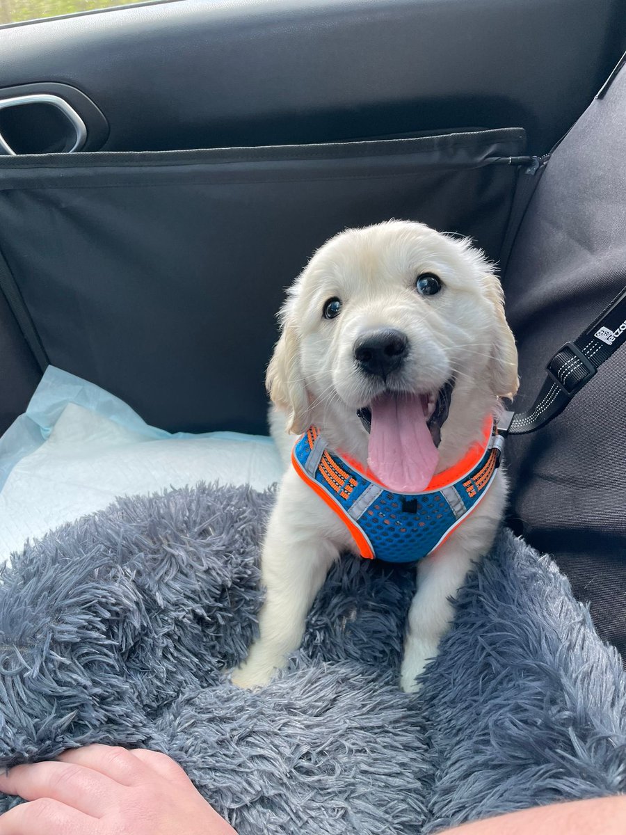 JackC2720's tweet photo. We bought this little guy home today, let’s see if i’m going to end up sleeping in the kitchen tonight… https://t.co/rXwvaJXHg2