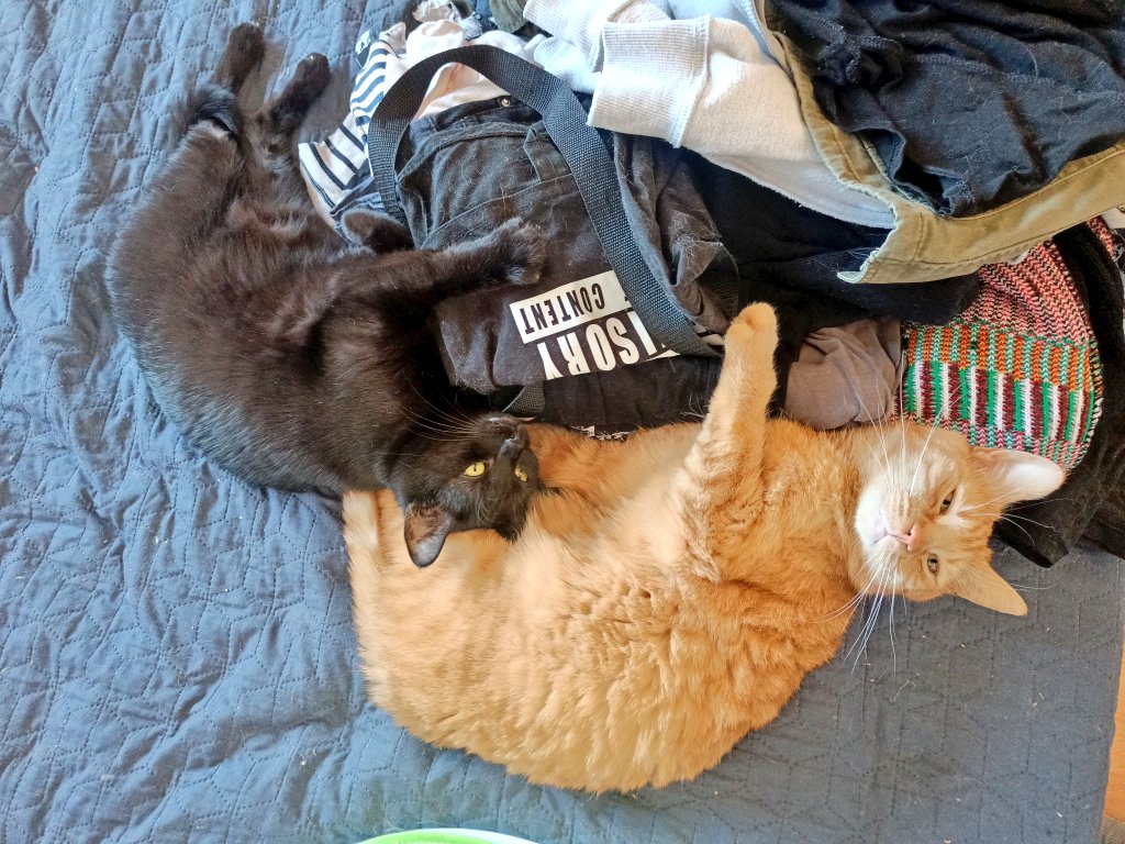 WaRybka's tweet photo. Brácha zrzek, ségra teda černá (ale při bližším zkoumání je magicky šedo-černá mouratá). 🤩 Kočičí sourozenci jsou prostě nejlepší duo! 😻 https://t.co/PbvYnfn4wd