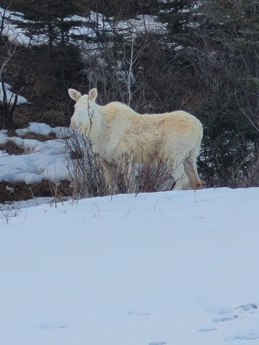 Connect with Sarah Crosbie (@connectcrosbie) on Twitter photo NOW on @TheDriveon770 <a href="/tedhenley/">Ted Henley</a> speaking with David Frizzell about the incredible Moose he saw! NOW on @TheDriveon770 <a href="/tedhenley/">Ted Henley</a> speaking with David Frizzell about the incredible Moose he saw!
