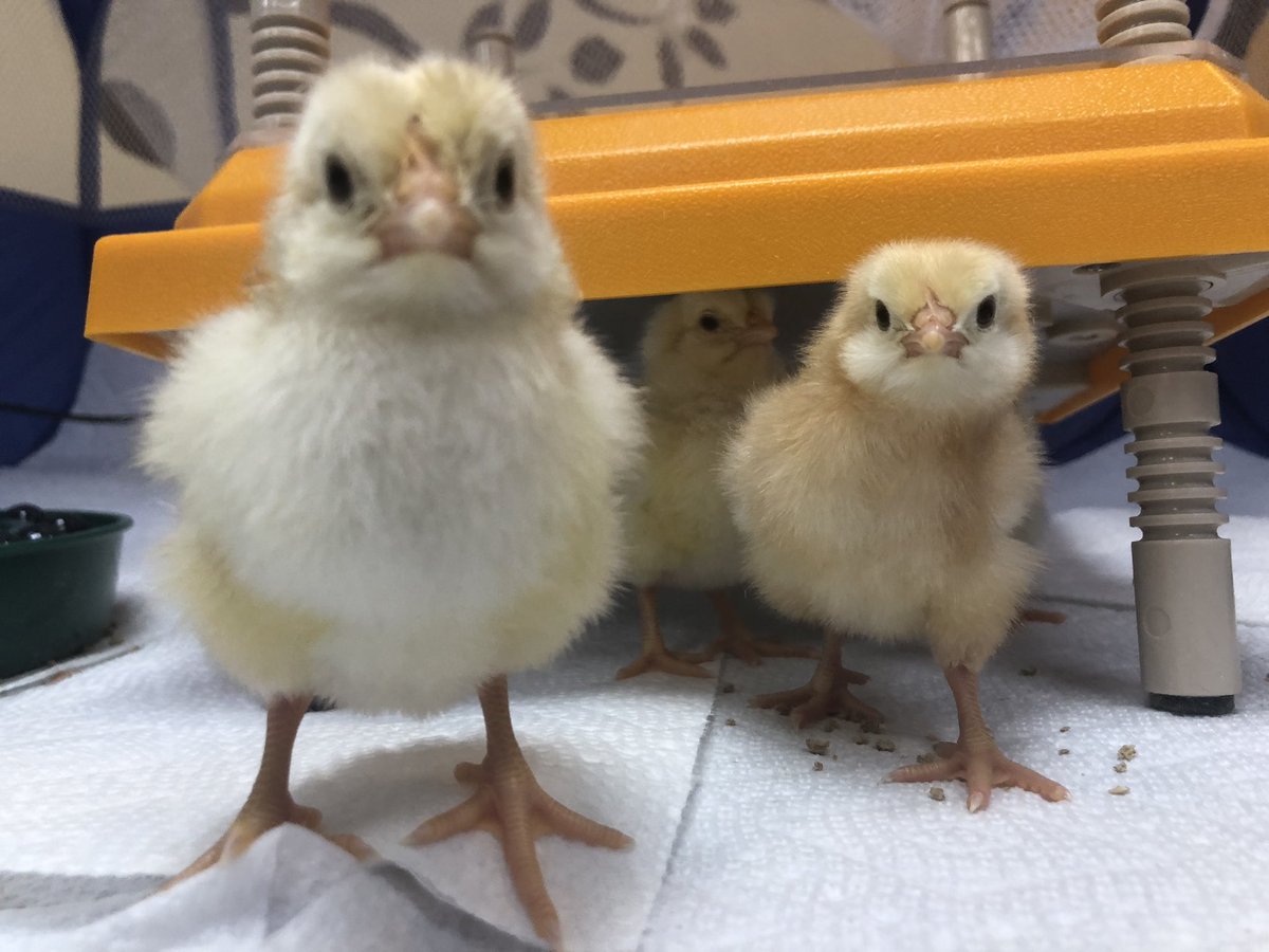 ElliottGuelph's tweet photo. These little guys are all the hype today🐥🐣 our residents, staff and visitors are loving our newest residents ! https://t.co/Hw4xfMeuaN