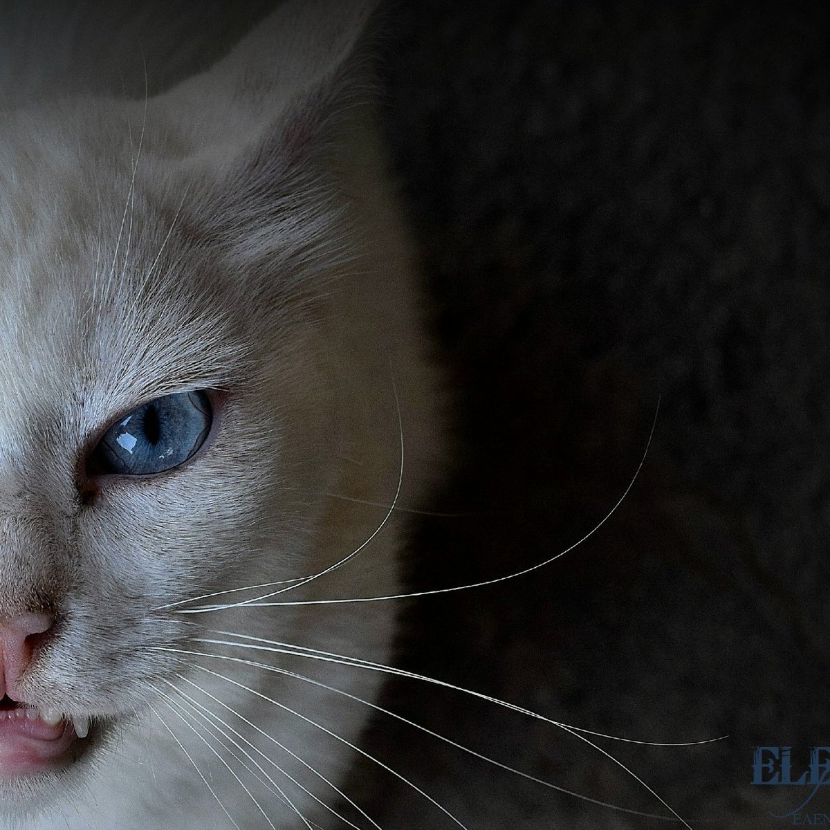 destijldelarte's tweet photo. #Μιση_φωτογραφια #photography #photo  #cat #Half_photo #My_cat https://t.co/bEbtuLUyRX