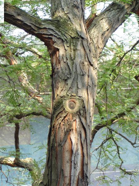 PeggyJoFarr2's tweet photo. @arborsmarty @OdenbachWitt Here is one of my favorite trees backlight with afternoon sunshine.
At the Carnegie Museum of Art Pittsburgh.
#treephotography 
#backlight 
#CMOA https://t.co/mCBigvIuig