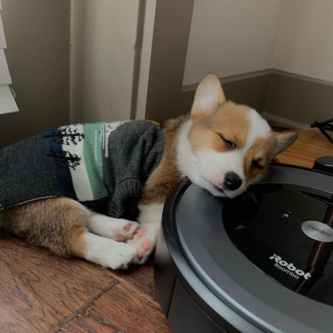 Notre point faible ? Les photos d’animaux avec Roomba  🥹  

Mentionnez @irobot_fr sur les prochains clichés de vos boules de poils 💚