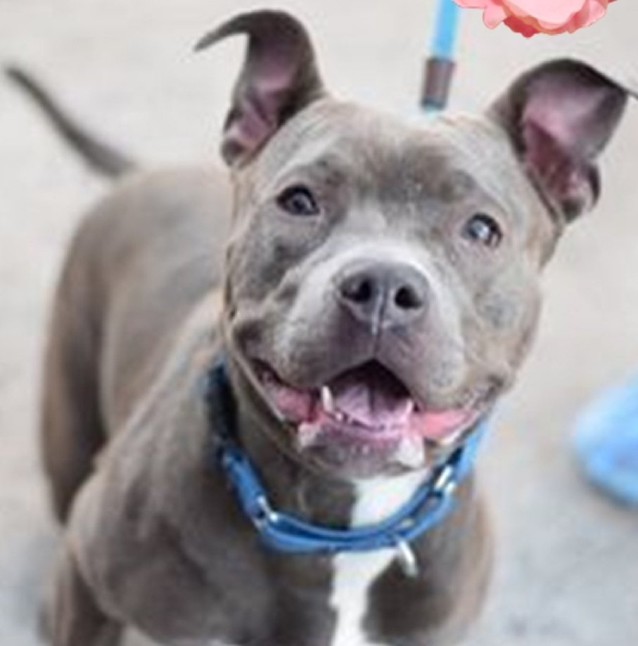 _Pehicc's tweet photo. 🚨KILL COMMAND🚨
Harley Quinn💗🐾#NYCACC ID#165460
they will KILL her if no one #fosters😢 2 yo highly social sweet girl🤝
Friendly n relaxed with strangers...she just wants to be loved❤
Doesn't like other dogs👉needs out of this noisy shelter ASAP
#Foster🙏 
$791 in #Pledges🙏 https://t.co/LrRToMpPlU
