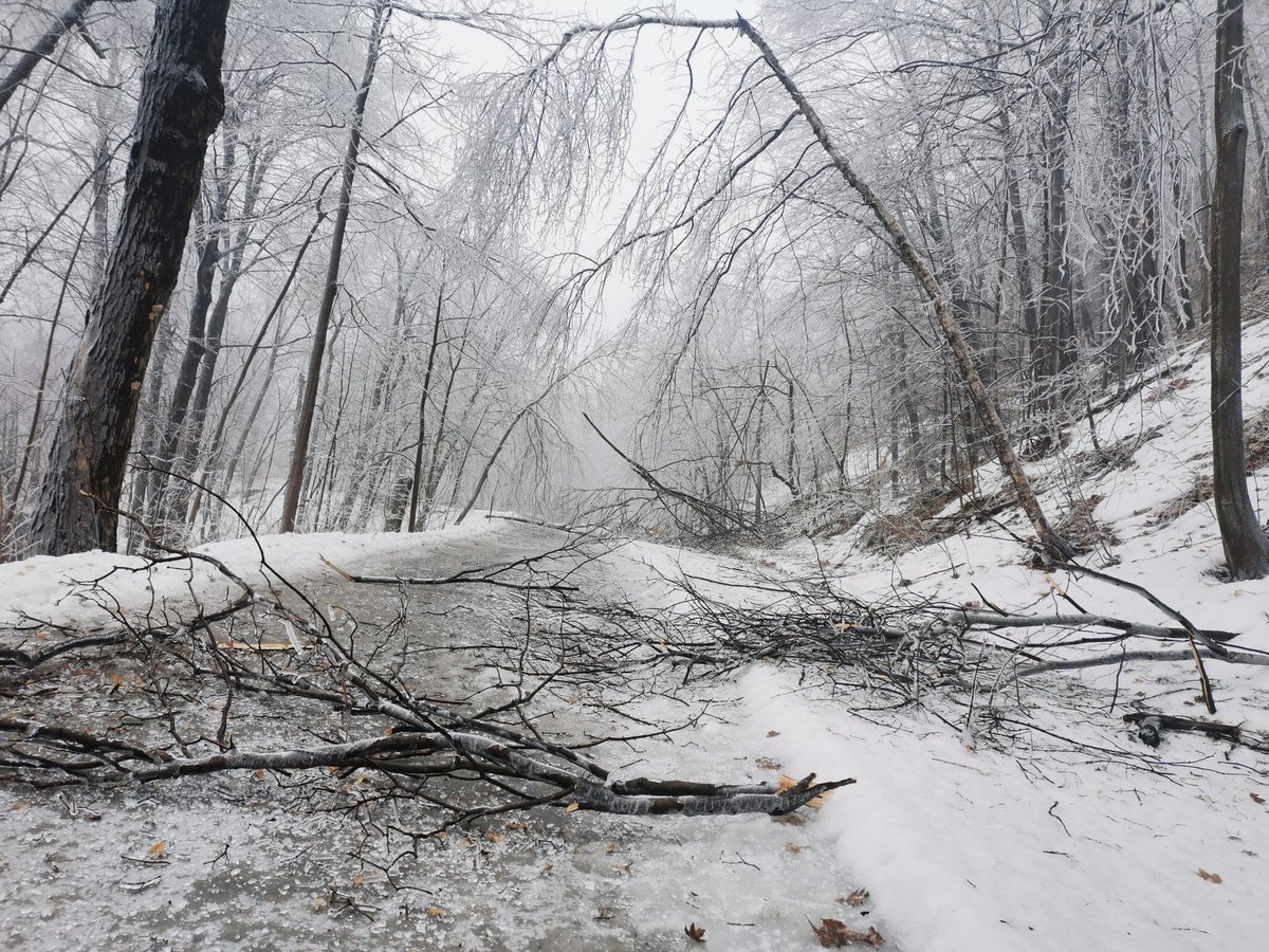 Worst ice storm damage I have witnessed. Pictures near Mount Royal (Montreal), on Olmstead Trail and other trails along the S/SE side of the mountain. Huge ice accretion gradients toward the mountain. Tree damage everywhere. #QCStorm #ShareYourWeather @MurphTWN