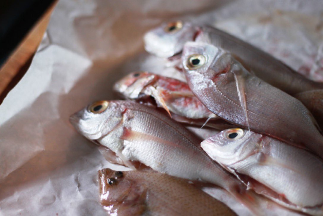 schmoozequeen's tweet photo. #GoodFriday
#murdered #suffocated fish who feel pain are served for #GoodFriday" dinner!
#BeGood this #Easter
#BeKindToAllKinds #GoVegan #Compassion #Kindness
#GardeinFishlessFillets @Gardein #CrueltyFree 🚫🐠
25 #FishFree Recipes for Good Friday 🤗
https://t.co/y3inW4JMfJ https://t.co/Kb1s3fOwZh