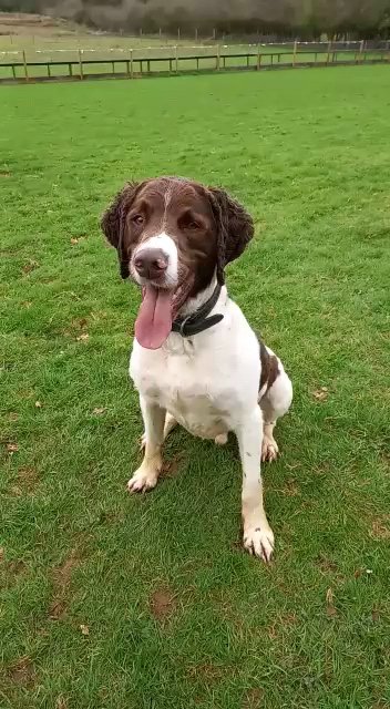 Happy 6th birthday PD Gideon! 🎂🎉🎁🎈 And happy 19 years in anniversary to me! Longest relationship I've had, highs & lows but always there.
#birthdayboy #snifferdog #policek9 #thenoseknows @BWYK9 @ACCLeaper @DevonPoliceDogs #policeofficer #doghandler