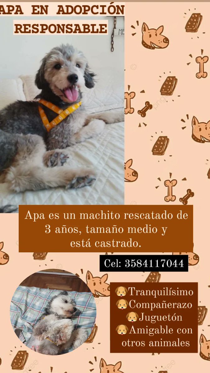 CassiniTania's tweet photo. Apa está en adopción responsable
¿Me ayudan difundiendo? 🐶
@VivireNuevaCba https://t.co/w5uEFrlwsb
