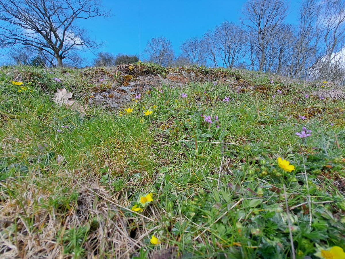 kateystephen's tweet photo. And the botanical season is launched! Great day with collegues in the #malvernhills having fun with those spring ephemerals, topped off with a lovely hay meadow. https://t.co/VZNx13TxQK