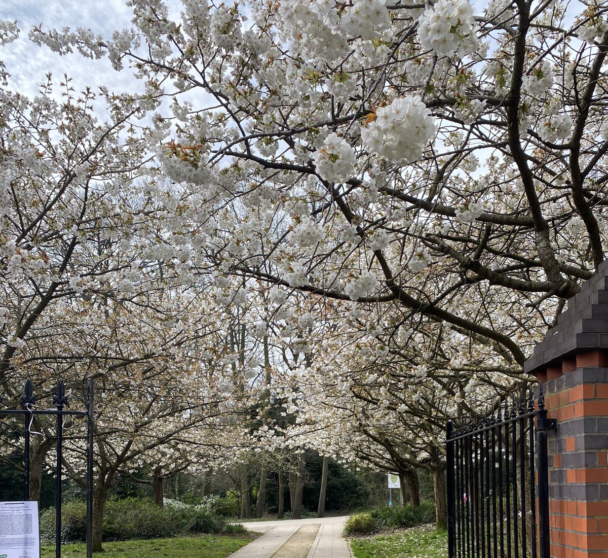 It’s well under way. It’s that time of year for glorious blossom walkway 🌸 at Fisherman’s Gate at CP Park 🌸 #CrystalPalacePark #Sydenham