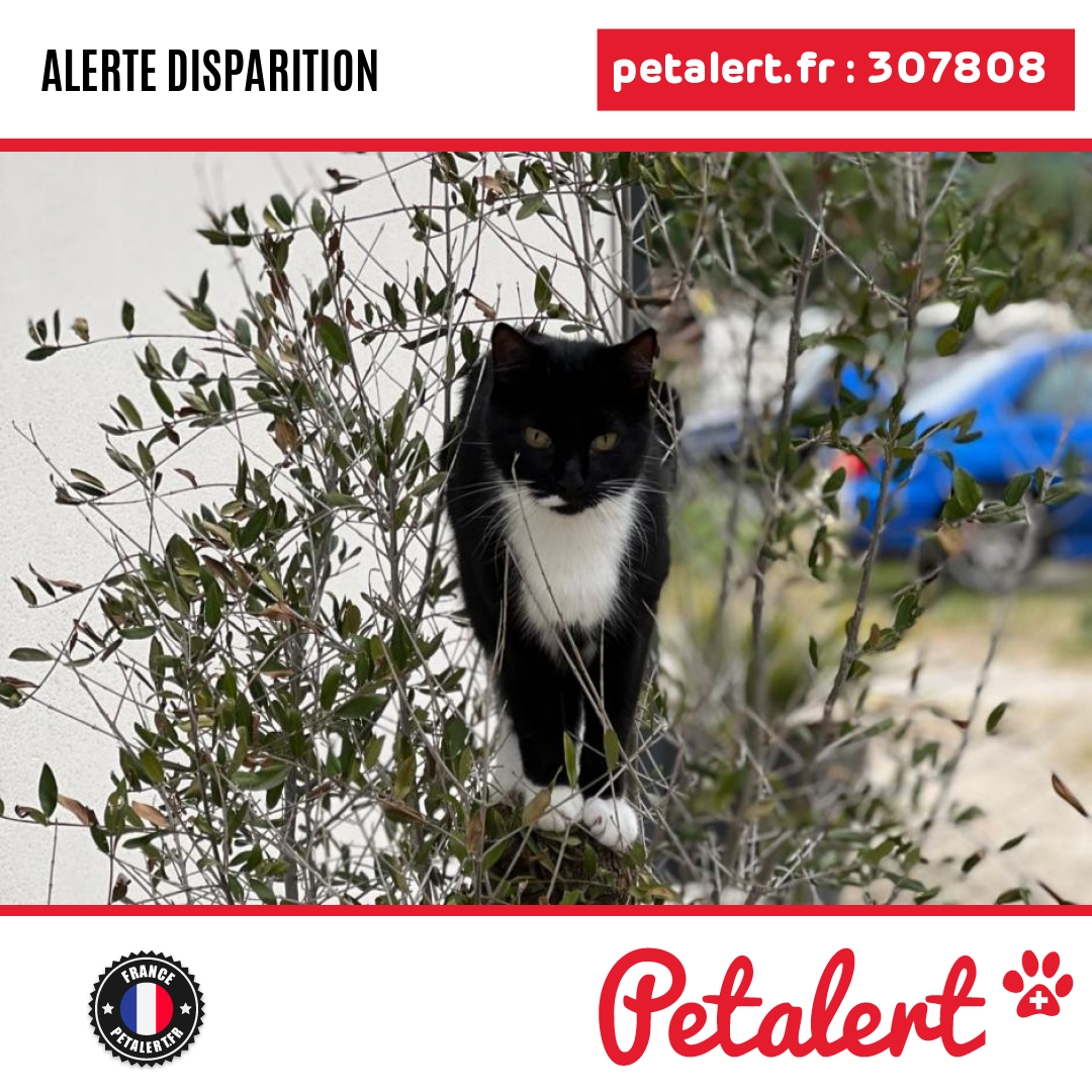 Disparu #Chat #Ariege #Montgailhard #Petalert  #PetAlert09 / p3t.co/CNRBi