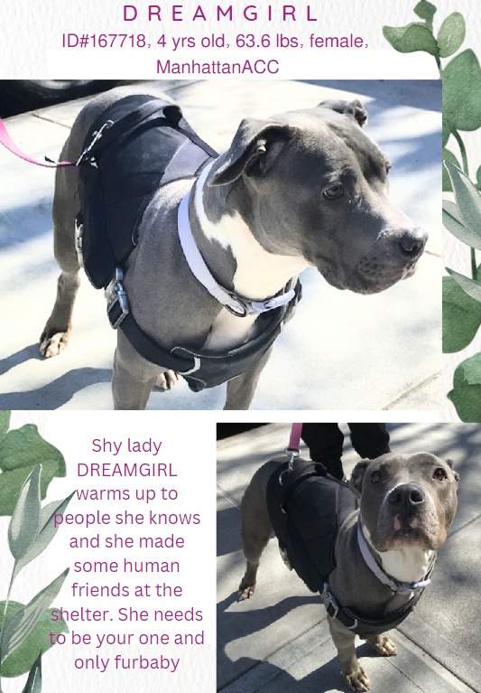_Pehicc's tweet photo. 📣Dream Girl 💗🐾 #NYCACC ID#167718
😡Deadline💉💉4/6 😱TODAY😱
4 yo gentle social girl❣️
Ok with kids n cats 🙃
Single pet 🏡
She s sweet loyal n friendly... needs out before life at the shelter changes her great character 🙏
#Adopt #Foster DM @CathyPolicky
$870 in #Pledges 🙏🙏 https://t.co/ipZK5cbsHB