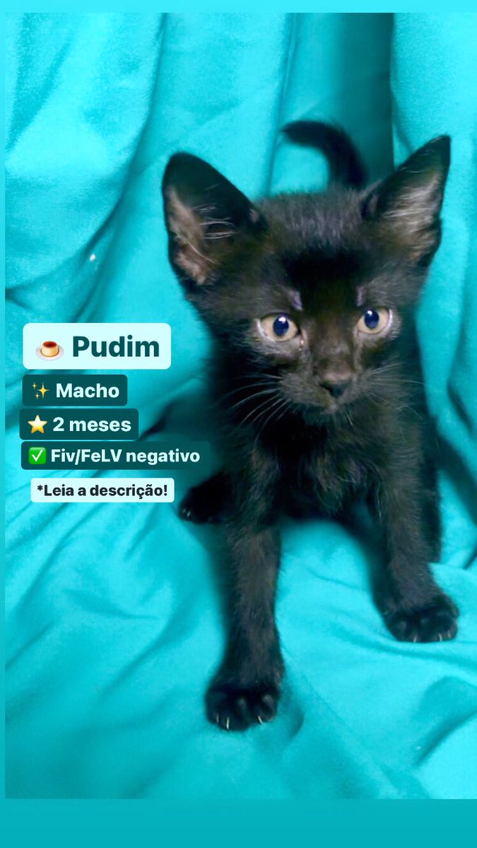 ProjetoMiaCasa's tweet photo. E o Pudim e o Quindim que vão ser adotados em conjunto por escolha da própria adotante? TO FELIZ. até os nomes que escolhi combinam 🥲❤️ https://t.co/eYc26rxXLn