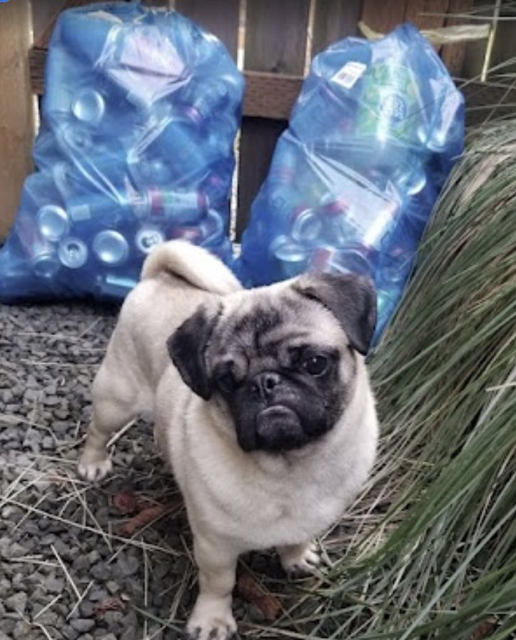 PetEvacuation's tweet photo. NEXT WEEK!
It is BottleDrop bonus time again! April 11-24 Bottledrop is celebrating #EarthDay and all bags turned in during that time will receive a 20% match!
To request blue bags or a pickup, call 541-610-6628 https://t.co/oUz4rsXcpK