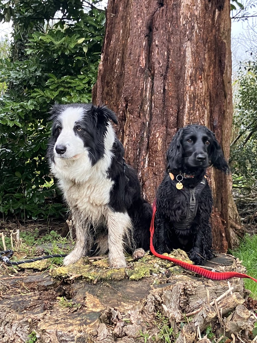 Eli & PiperSprocks Anipals (@pipersprocks) on Twitter photo Me and my fren <a href="/ziggymzjbrown/">Ziggy Brown</a> after lunch! Fank yoo for a grate day out Ziggy and playing in woods with me. Luvs yoo and your Momma. See you again next munth. Yoo sez the bloobells will be out? I carnt wate!!! #dogsoftwitter Me and my fren <a href="/ziggymzjbrown/">Ziggy Brown</a> after lunch! Fank yoo for a grate day out Ziggy and playing in woods with me. Luvs yoo and your Momma. See you again next munth. Yoo sez the bloobells will be out? I carnt wate!!! #dogsoftwitter