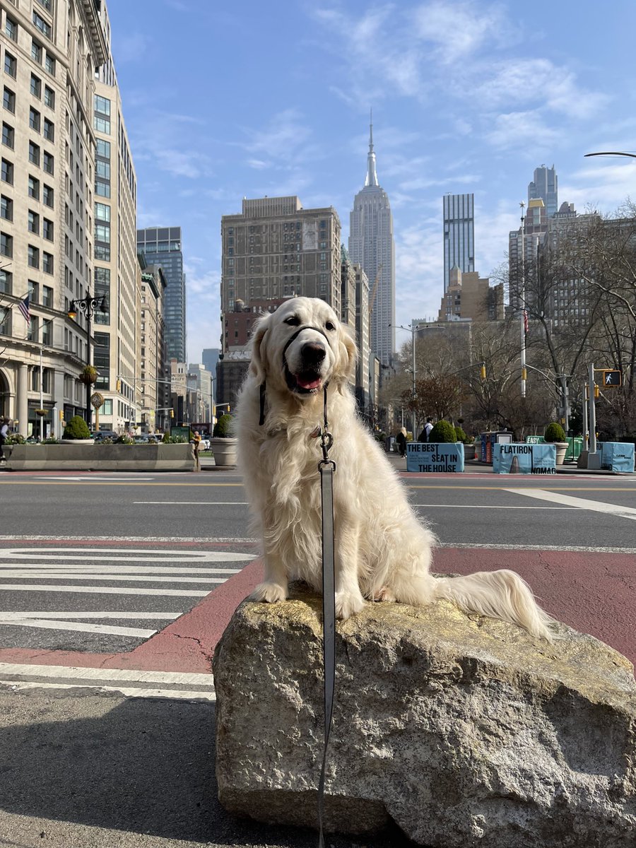 RiverOfNYC's tweet photo. Today is my birthday i am five years old i found a new rock to sit on this is the new best seat in the house please enjoy
#dog #goldenretriever #englishcreamgoldenretriever #dogsofnyc #dogsofinstagram #dogsofwestchelsea https://t.co/ywDfSLMkd4