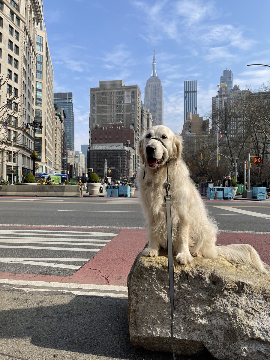 RiverOfNYC's tweet photo. Today is my birthday i am five years old i found a new rock to sit on this is the new best seat in the house please enjoy
#dog #goldenretriever #englishcreamgoldenretriever #dogsofnyc #dogsofinstagram #dogsofwestchelsea https://t.co/ywDfSLMkd4