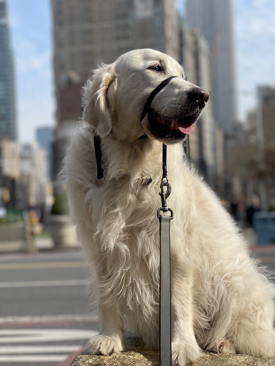 RiverOfNYC's tweet photo. Today is my birthday i am five years old i found a new rock to sit on this is the new best seat in the house please enjoy
#dog #goldenretriever #englishcreamgoldenretriever #dogsofnyc #dogsofinstagram #dogsofwestchelsea https://t.co/ywDfSLMkd4