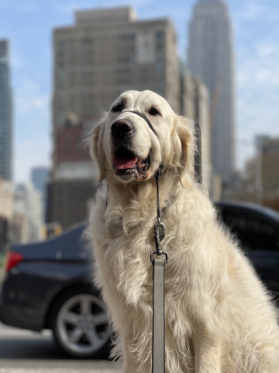 RiverOfNYC's tweet photo. Today is my birthday i am five years old i found a new rock to sit on this is the new best seat in the house please enjoy
#dog #goldenretriever #englishcreamgoldenretriever #dogsofnyc #dogsofinstagram #dogsofwestchelsea https://t.co/ywDfSLMkd4