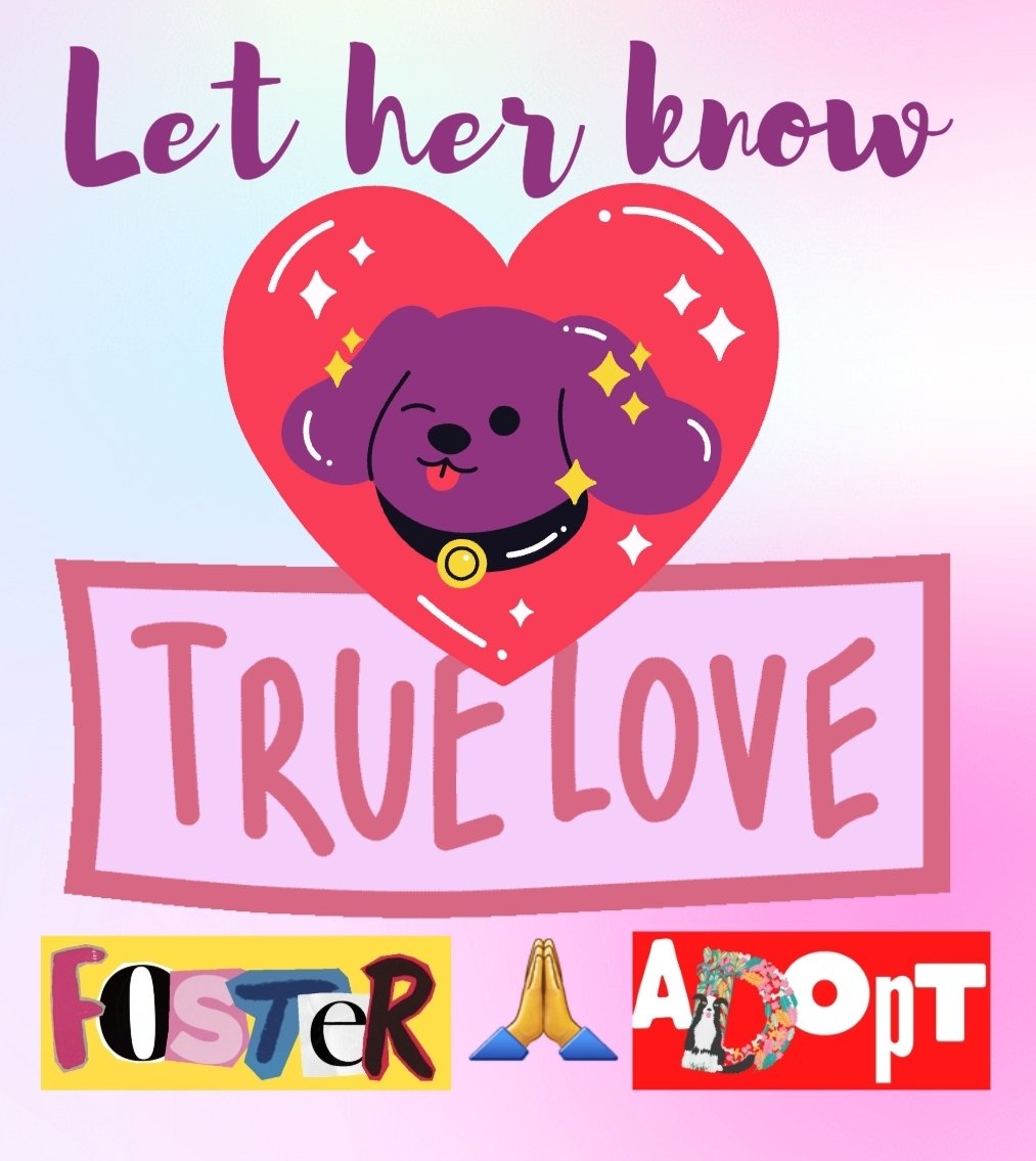 awkward_1110's tweet photo. Dreamgirl💜4y
#NYCACC #167718 
Needs a loving family ASAP
A sweet sensitive girl who needs a bit of time to feel comfortable
Show her LOVE🙏Give her the reassurances she needs🙏u'll manage to build a marvelous bond
Only🐶
#Foster #Adopt $870 in #Pledges 
https://t.co/oeUrtyCMA1… https://t.co/qjM99w3ow2