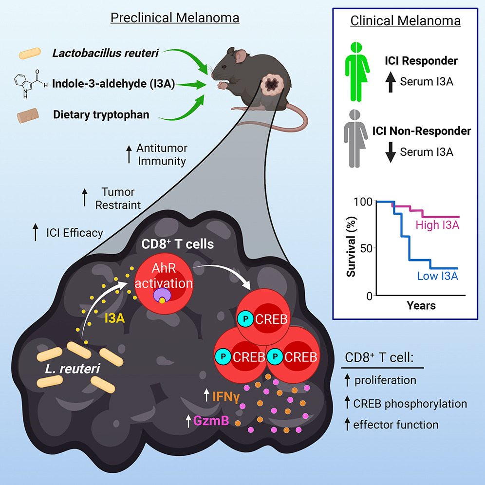 EricTopol's tweet photo. The potential and a mechanism for diet and probiotics to rev up immunotherapy vs cancer and improve clinical outcomes
https://t.co/zvyKyaFDYr @CellCellPress @MeiselLab @MackJBender @AlexCMcPherson https://t.co/crLnjgJkPM