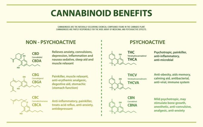 The incredible benefits of plant medicine! 🎉
#holistichealth #selfhealing #holistichealing #naturalwellness #cannabiscures #hempcbd #plantbasedmedicine