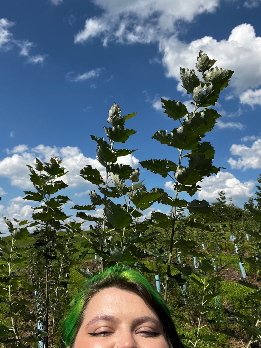 WVU Biology (@wvubiology) on Twitter photo Grad Student Spotlight: Molli Coombs <a href="/mollipop8/">Molli 🌱👩🏻🔬</a> is a Masters student who studies the stress tolerance of genetically modified poplar trees. She currently has a field trial with almost 600 trees total, here are some of those trees with Molli to scale! <a href="/EberlyResearch/">WVU Eberly Research</a> Grad Student Spotlight: Molli Coombs <a href="/mollipop8/">Molli 🌱👩🏻🔬</a> is a Masters student who studies the stress tolerance of genetically modified poplar trees. She currently has a field trial with almost 600 trees total, here are some of those trees with Molli to scale! <a href="/EberlyResearch/">WVU Eberly Research</a>