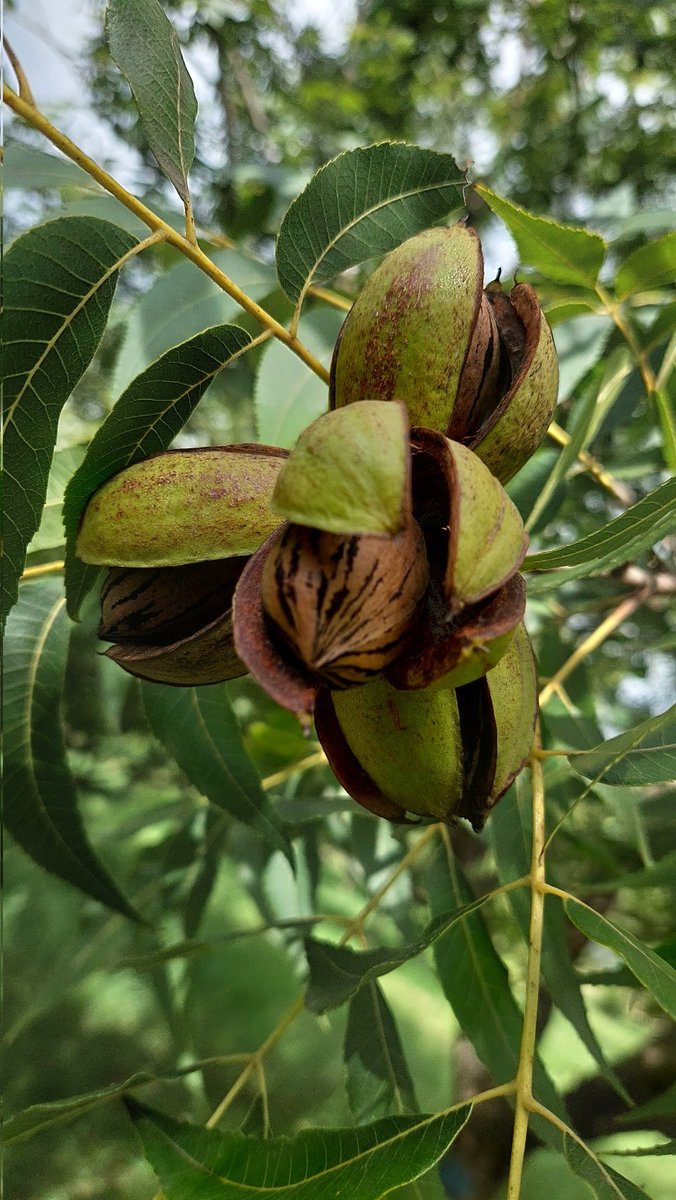 Se viene la cosecha! Arrancamos nuevamente con todo!!!