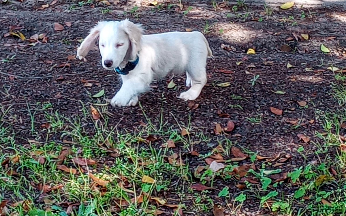 NtruthBtold's tweet photo. This is Dumplin. He's a mini-dachshund (Long hair extreme piebald.) He's 4 months old. We adopted/rescued him because he was born blind. Genetic birth defects from the Merle Gene can cause deafness/blindness. If you have the time/love/patience, pls consider a special needs dog. https://t.co/uLKZeQ2snW