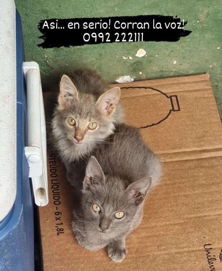 avosqt's tweet photo. RT por fa 😭

Un amigo encontró una familia de gatitos que no tienen casa, son demasiados y van a pasar hambre si se quedan en lugar donde están. 

Contacto en la foto ⬇️ https://t.co/dEhOLJpSva