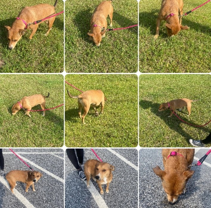 carawil17888192's tweet photo. Lexie was rescued by Puppies Are Worth Saving 

PayPal
pawsrescuemd@gmail.com 

Venmo: @puppiesworthsaving 

Mail 
Puppies Are Worth Saving 
727 Pyle Road 
Forest Hill, MD 21050 https://t.co/FDyWjpihOc