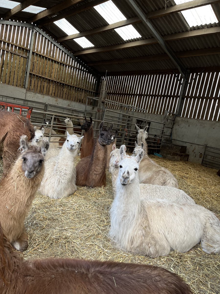 Nidderdale Llamas tweet media