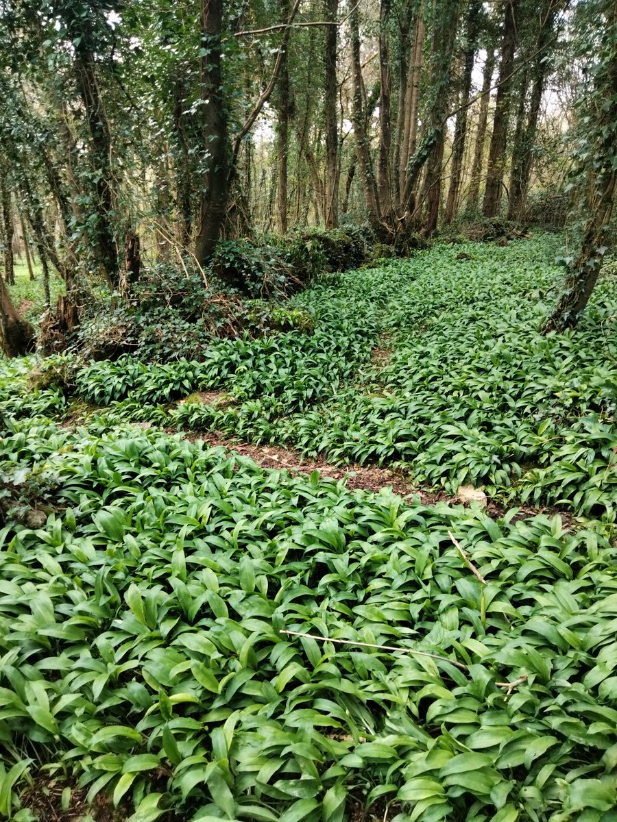 I am setting up a what's app group for anyone interested  in attending our events .workshops or litterpicks in Merlin woods . Dm if you think it would be useful for you to be part of the Group to get info.