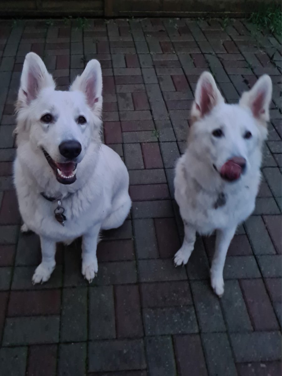 Roswith03857911's tweet photo. Liebes #twitterrudel, nochmal Lissy,  Frauchen und ich sind jetzt erstmal zu Ocean gezogen, weil Ocean Herrchen zur Kur ist und wir auf sie aufpassen.  Herrlich,toben, raufen, spielen. So toll.Und es gibt Internet. Juchhuu.  Alles Liebe 💘 https://t.co/EYNM54Jp0X