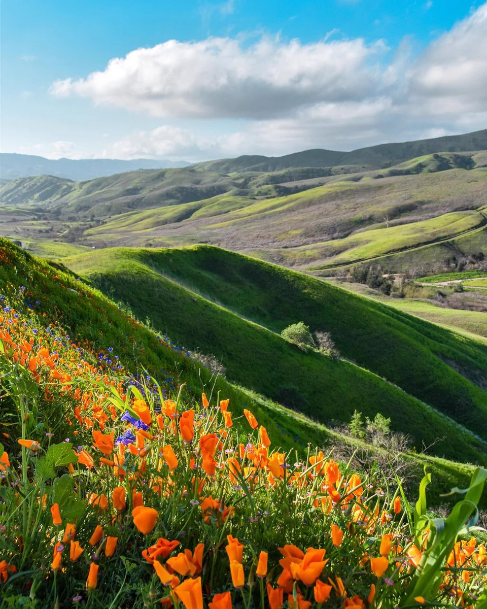 Poppies in front of rolling green hills in the Inland Empire