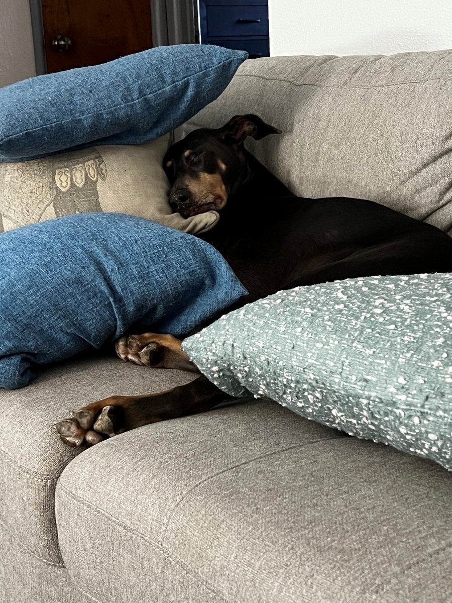 Awesomesauce535's tweet image. Can we just take a moment and welcome my dogs to Twitter! #BlueDoberman #GreatDane