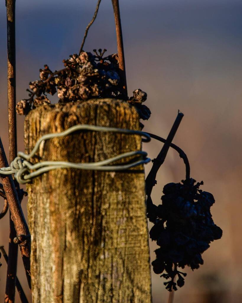 Do you know where Côte des Bar is located in the Champagne area?
-
Follow us 👇⁠
@champagnegremillet⁠
@champagnegremillet⁠
-⁠
#champagnegremillet #gremilletsuccess #gremillet⁠ #1success1gremillet⁠ 
-⁠
Not intended to be seen by persons under the l… instagr.am/p/Cqs9w5-NcSO/