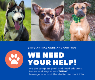animals_clt's tweet photo. We're overfull. We're closed tomorrow. We are in dire need. This message was sent out to our staff/volunteers/fosters. Now we are sending it to you.
We're going to have to make very hard euthanasia decisions without help. How can you help? Follow us on https://t.co/y7782KUAYN https://t.co/SsEUTNqa4V