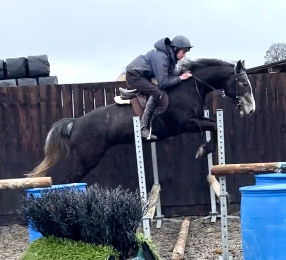 For sale 
15.1h 
ID x 
4yrs 
No time forces sale 
07921003155