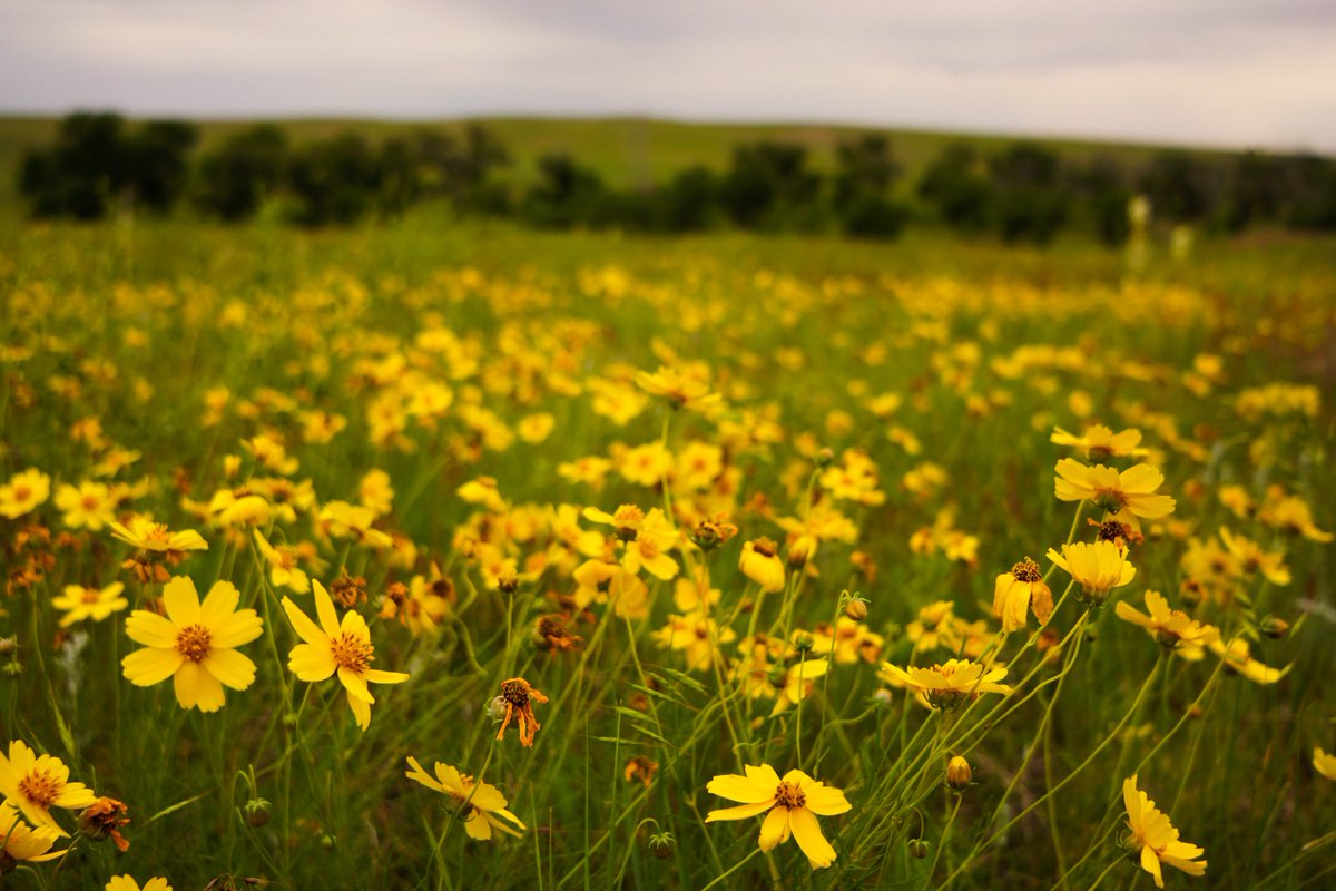 Nature_Colorado's tweet photo. April is Earth Month! 🌎 There are many ways to celebrate nature this month &amp; every month.

Visit https://t.co/1Y58ymPmkz to learn more about the nature around you &amp; get involved in our upcoming volunteer events, webinars, &amp; more.

How will you celebrate our planet this month? https://t.co/DrFr5lkeKQ