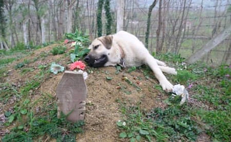 rogeliomtz75's tweet photo. El perro ha visitado la tumba de su dueño todos los días desde su muerte, perro leal y agradecido. 🐾😢 https://t.co/9v9fcBBMmF