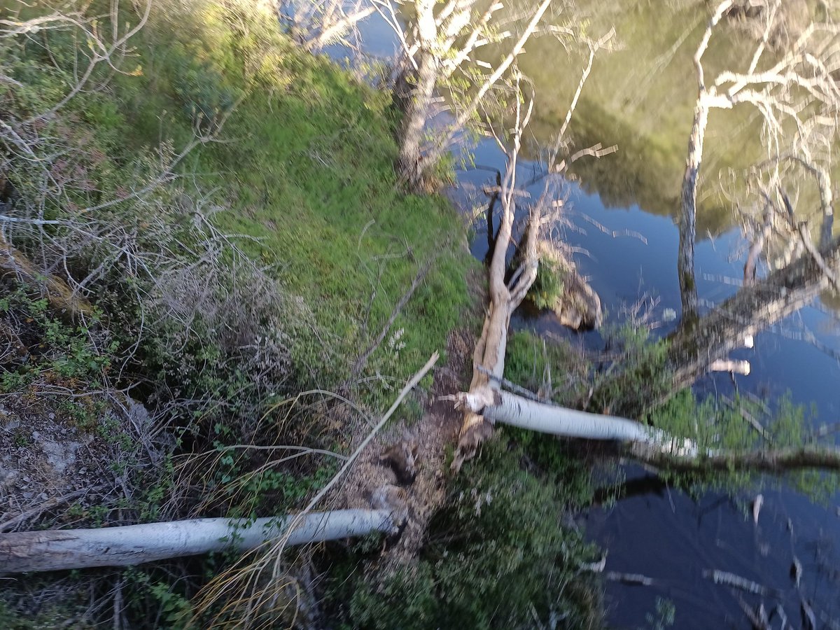 El castor haciendo de las suyas en los Arribes del Tormes en #fermoselle #zamora