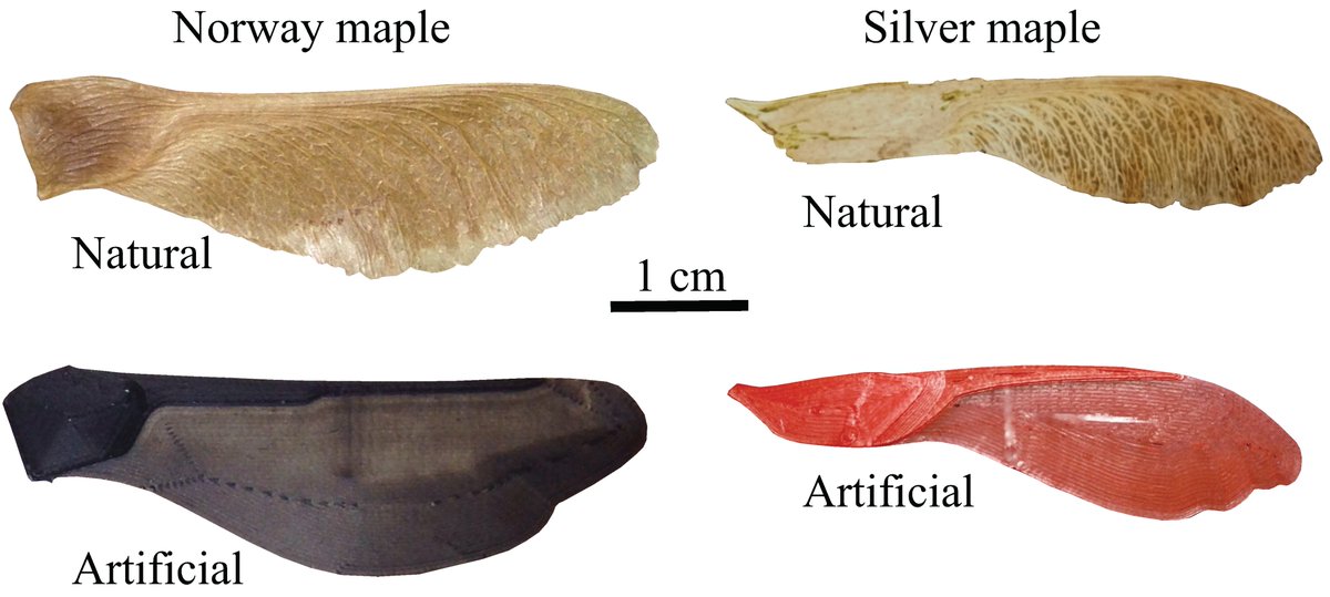 Biomim_MDPI's tweet photo. #RecommendedPaper
Wind Dispersal of Natural and Biomimetic Maple Samaras by Gary K. Nave, Jr. , Shane D. Ross (@RossDynamicsLab) et. al.
➡️Read the full paper here: https://t.co/99yMvdpDzf
✔️#WindDispersal; #MapleSamaras; #autorotation; #AdditiveManufacturing; #biomimicry https://t.co/49UWjhduqA
